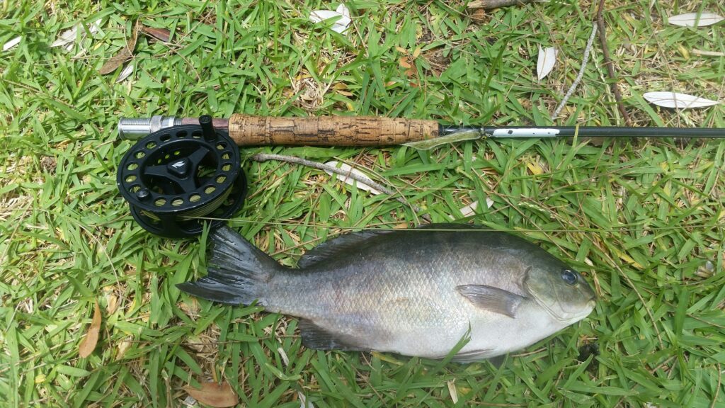 President Iain's nice sized Luderick