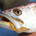 A fish caught on a squimp fly
