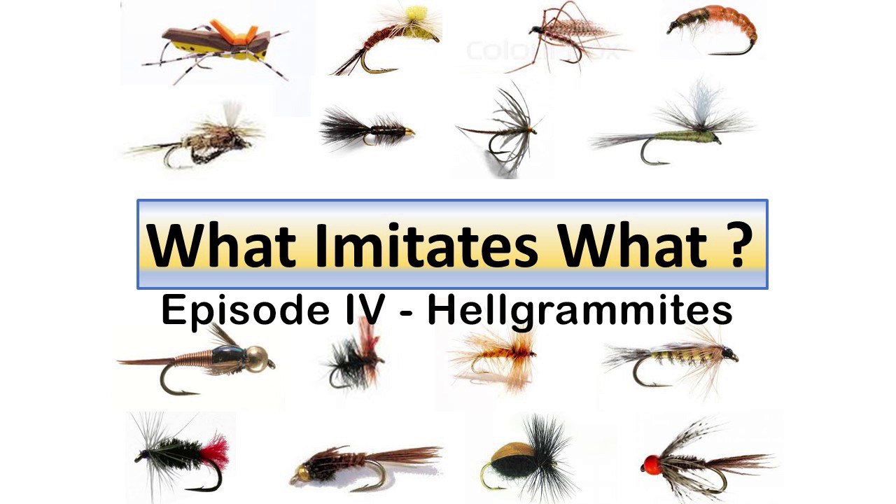 Hellgrammite, The King Kong of Aquatic Insects - Fly Fishing, Gink and  Gasoline, How to Fly Fish, Trout Fishing, Fly Tying
