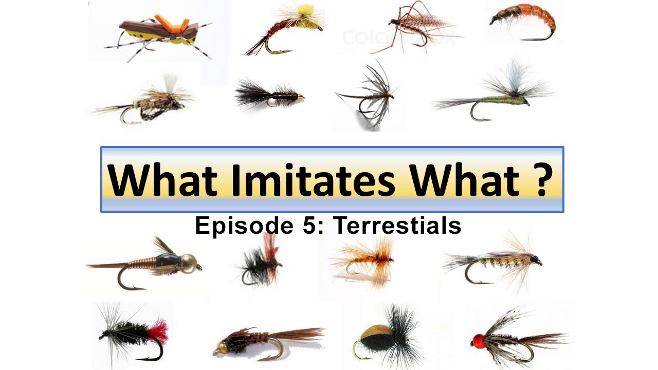 Dave Wilson's "What Imitates What" episode 5: Terrestrials